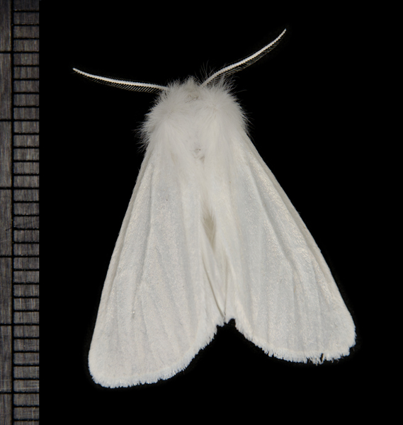 Spilosoma1415