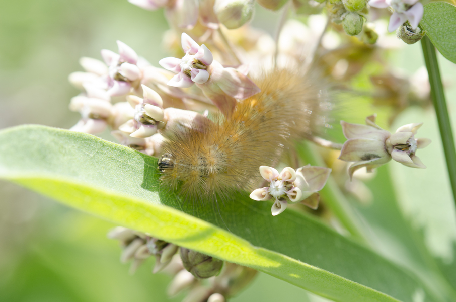 Spilosoma3107