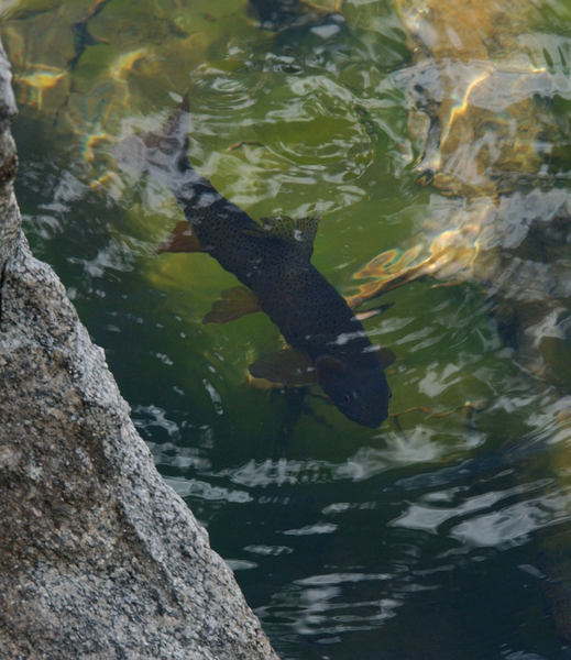 Oncorhynchus clarkii