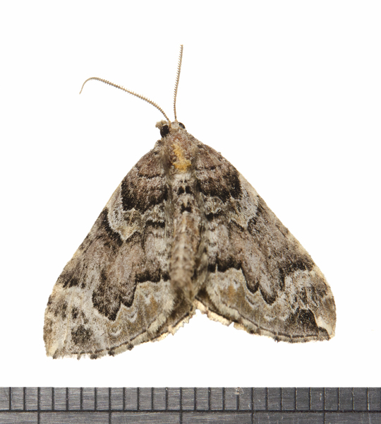 Eulithis4644