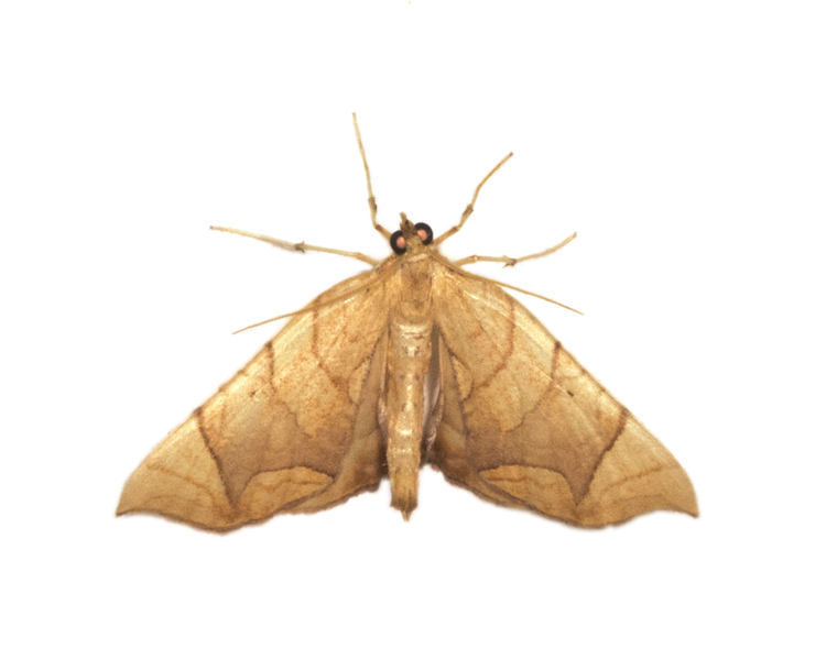 Eulithis8223