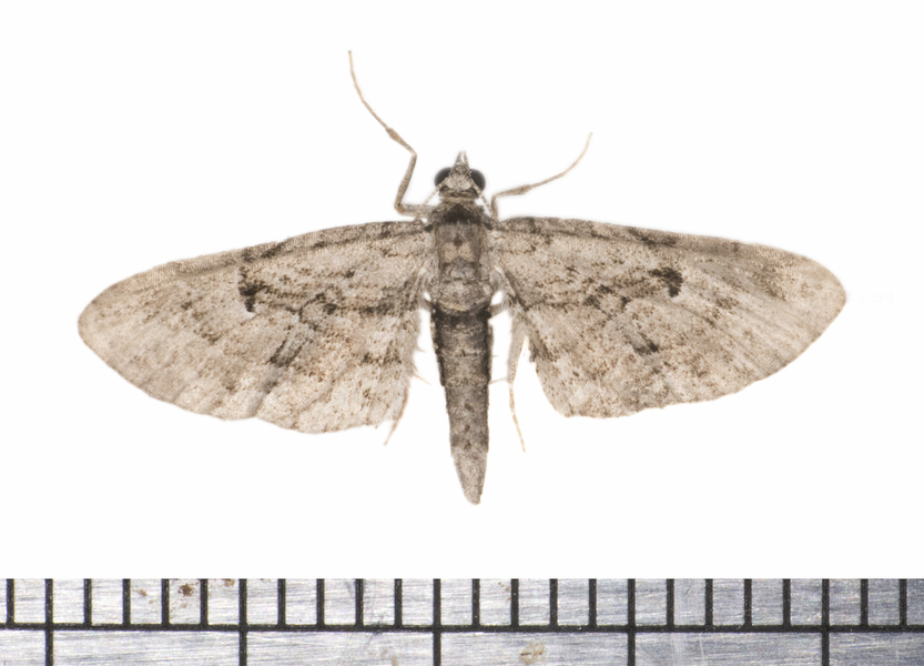 Eupithecia9494