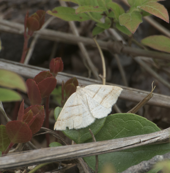 Lepidoptera