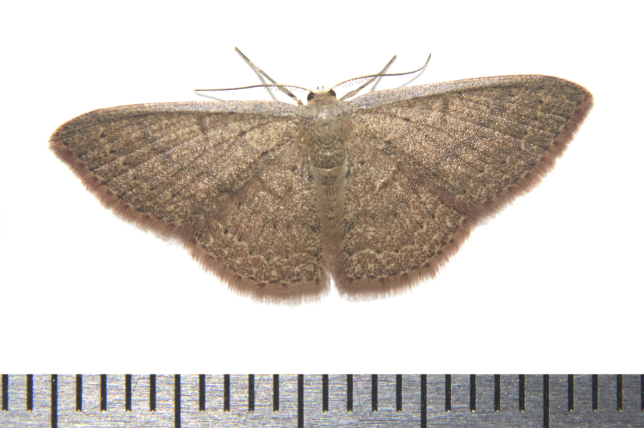 Pleuroprucha5955