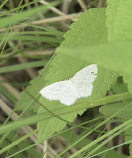 Geometridae