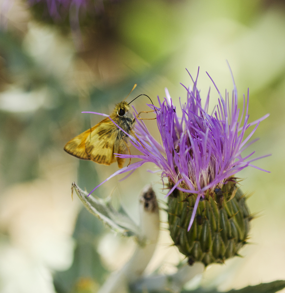 Lepidoptera