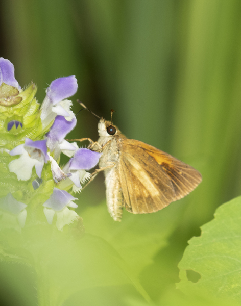 Lepidoptera