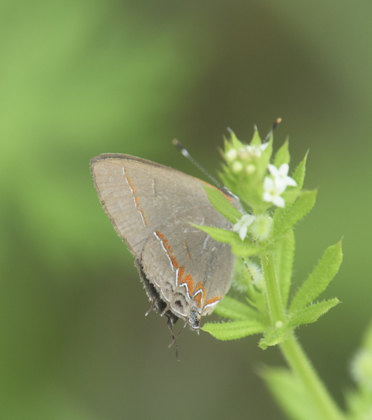 Calycopis cecrops