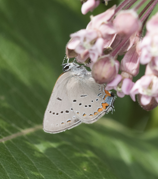 Satyrium3992