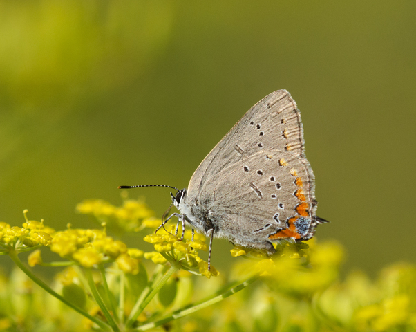 Photo of Satyrium acadica