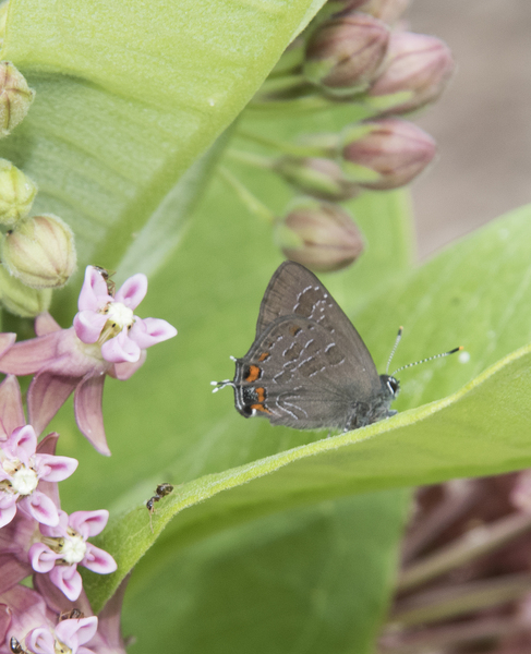 Satyrium7716