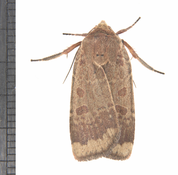 Abagrotis3244