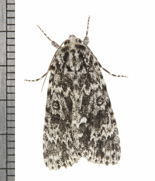 Acronicta1854