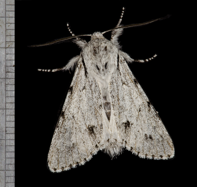 Acronicta2818