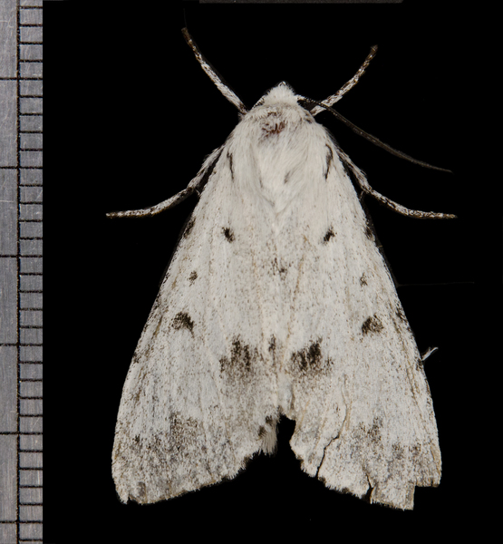 Acronicta