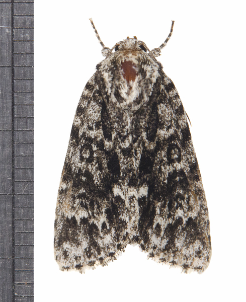 Acronicta2940