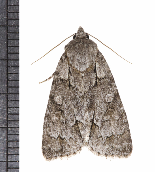 Acronicta3310