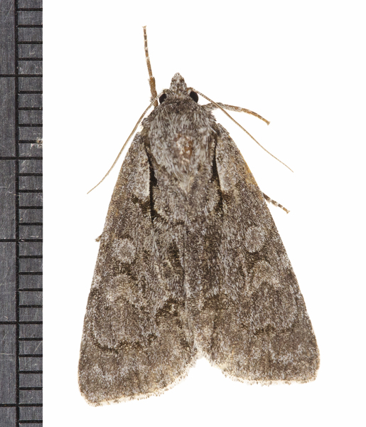 Acronicta3313