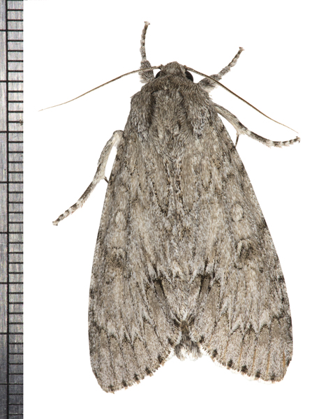 Acronicta