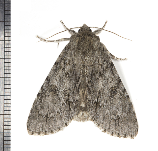 Acronicta