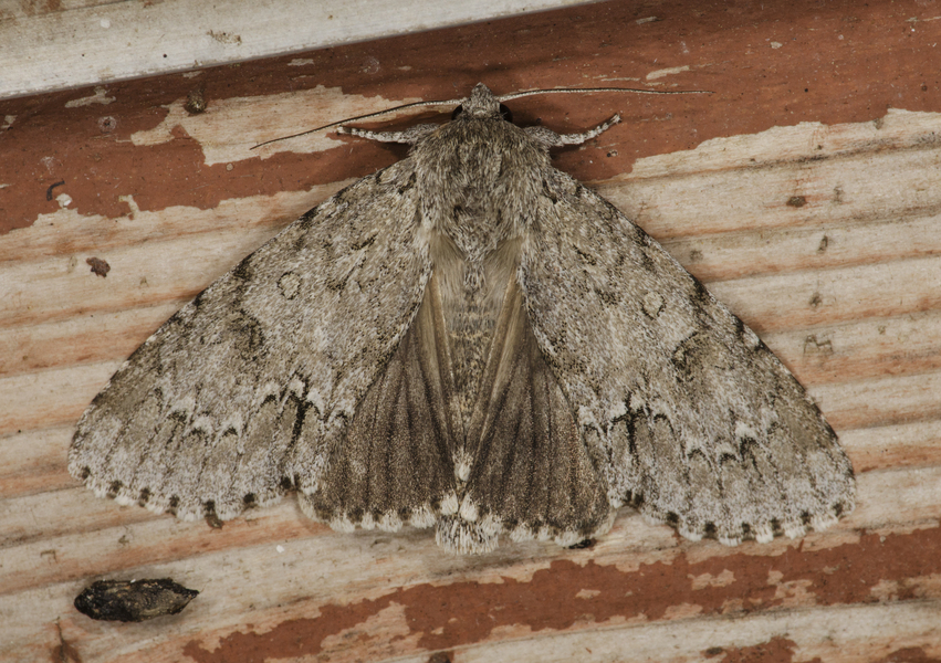 Noctuoidea