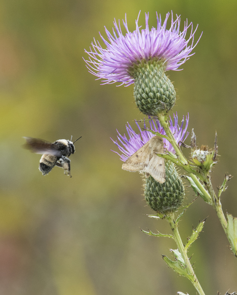 Bombus