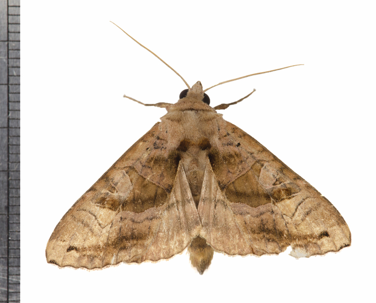 Phlogophora5411