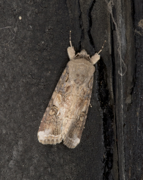 Spodoptera2918