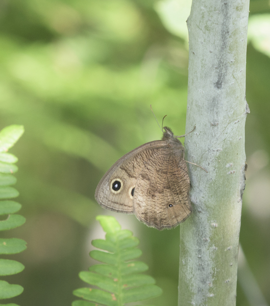 Nymphalidae