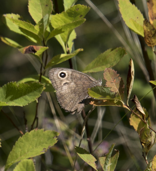 Nymphalidae