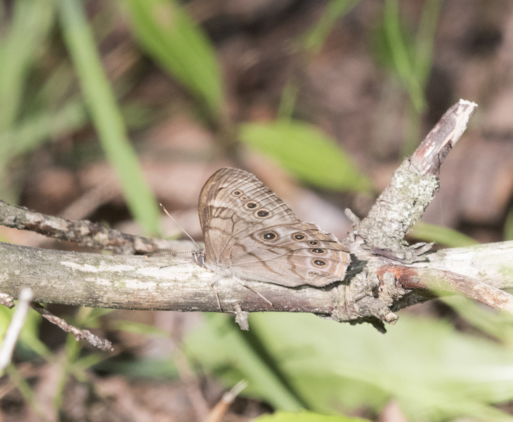 Papilionoidea