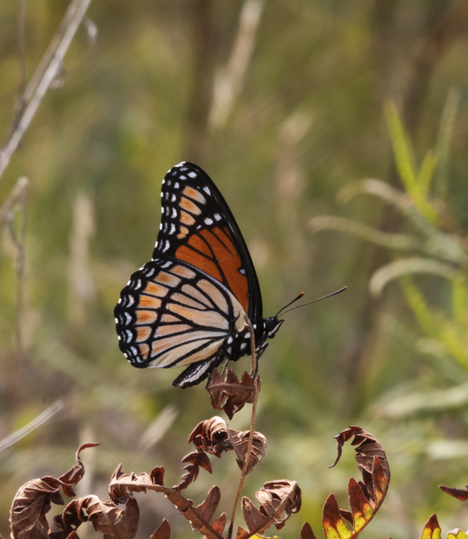 Limenitis5385