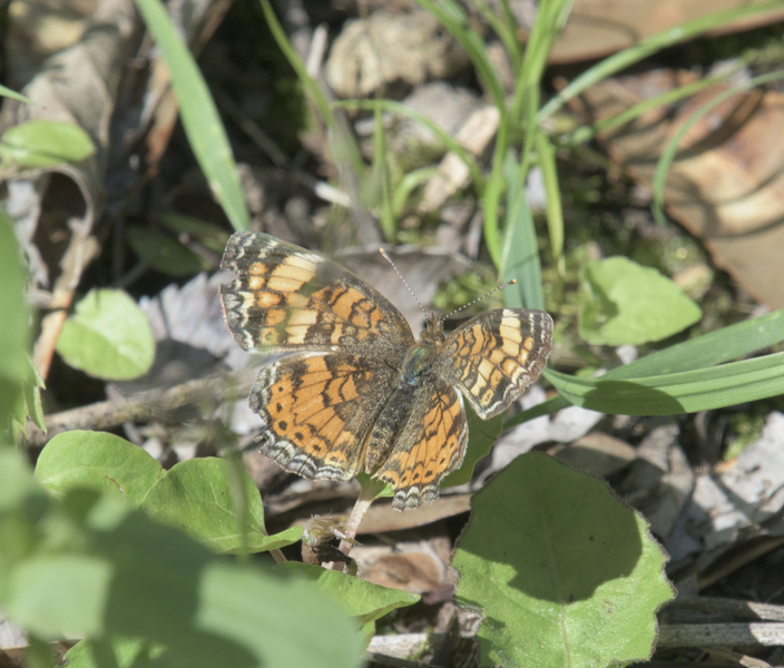 Phyciodes4863