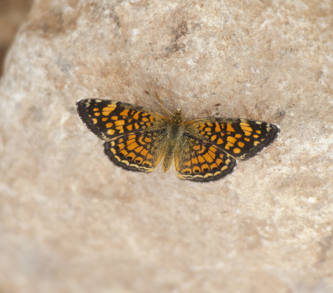 Phyciodes graphica