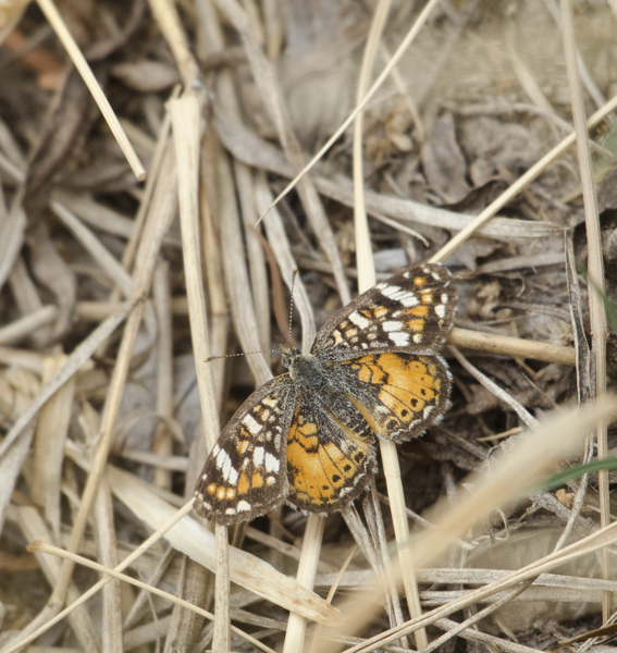 Phyciodes9226