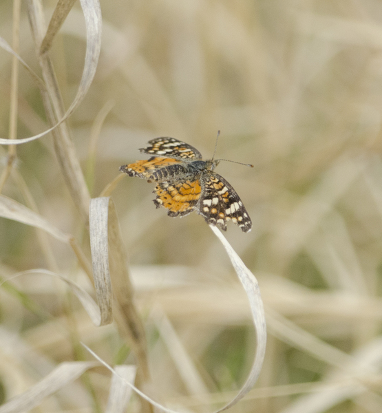 Phyciodes9230