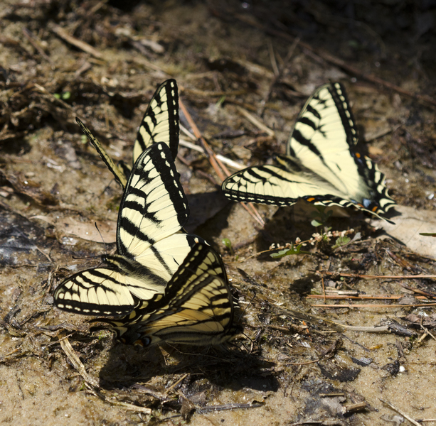 Papilio1683