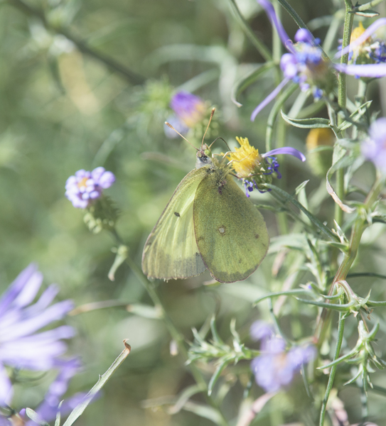 Colias3275