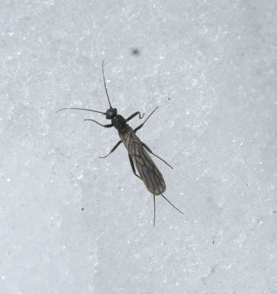 plecoptera9856