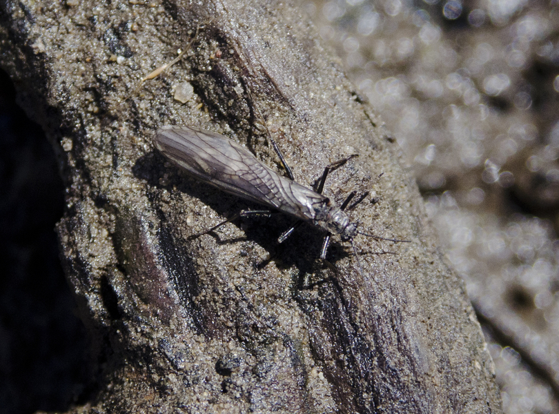 stonefly2662