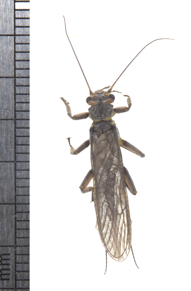 stonefly5656