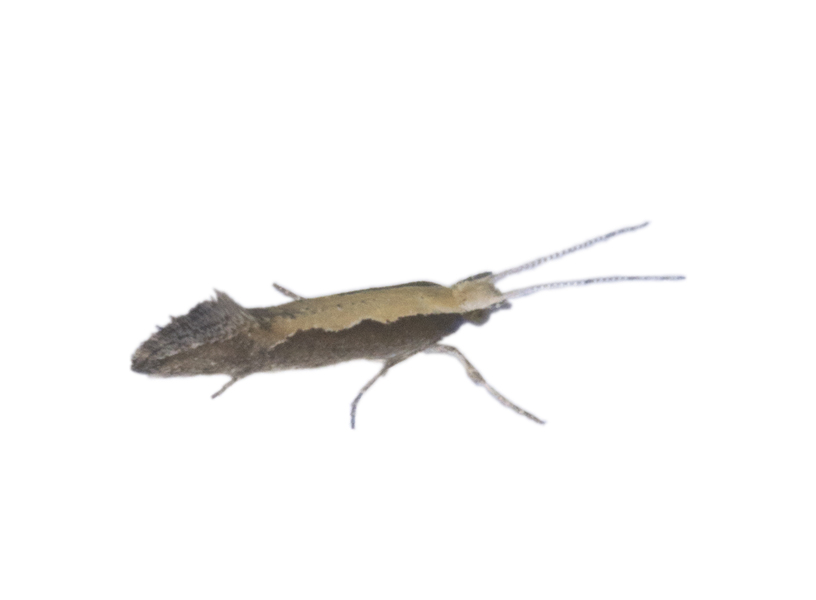 Yponomeutoidea