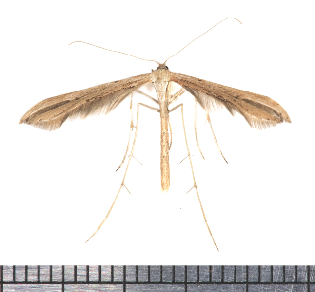 Pterophoridae6718