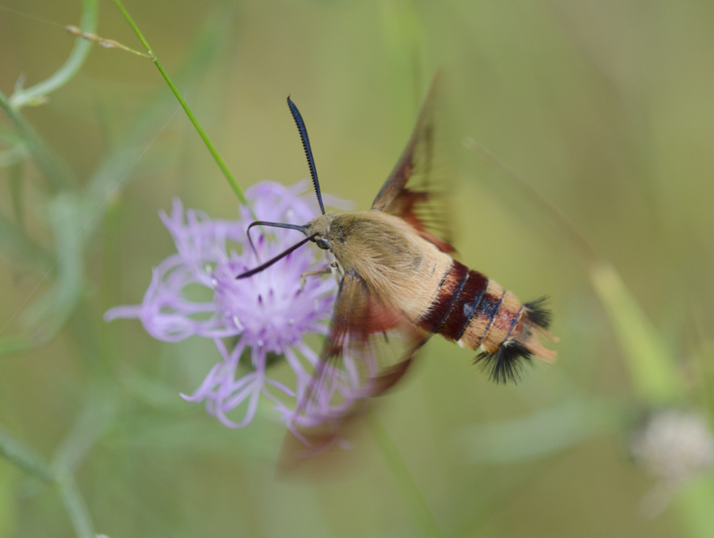 Sphingidae