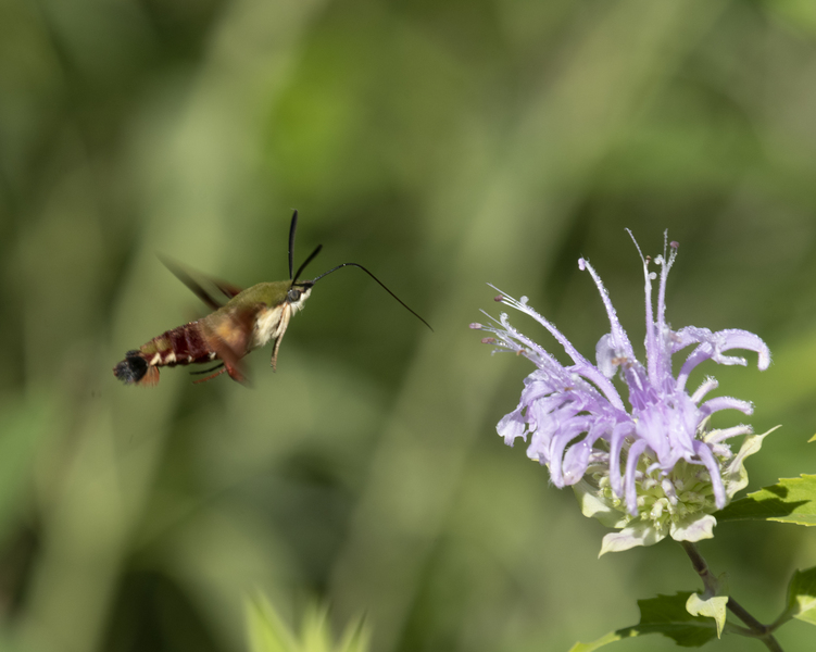 Sphingidae