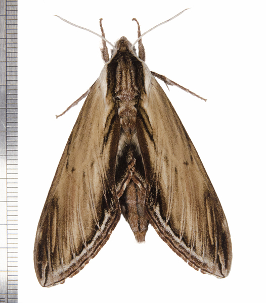 Bombycoidea