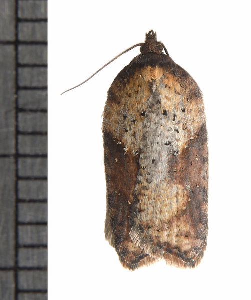 Acleris7442