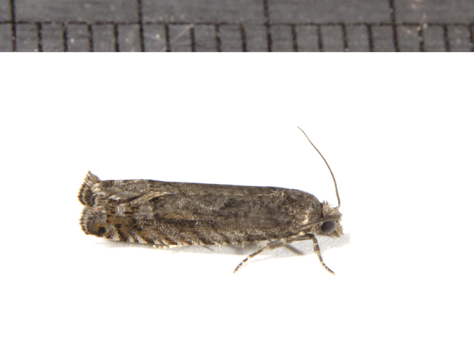 Photo of Catastega aceriella