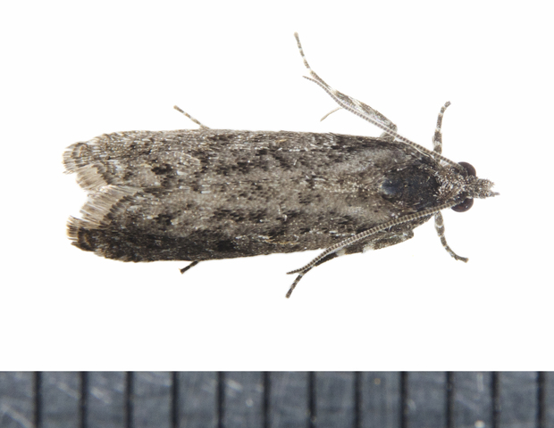 Photo of Epinotia nanana