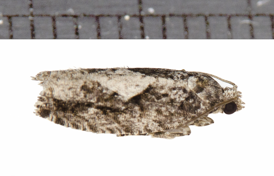 Tortricoidea